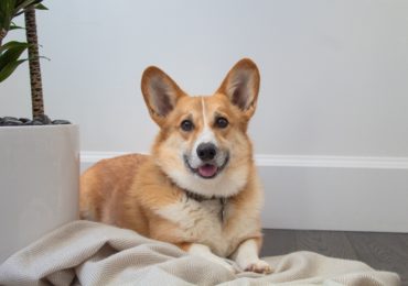 tsawwassen family dental corgi office dog named Oliver