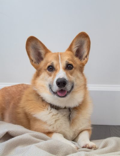 tsawwassen family dental corgi office dog named Oliver