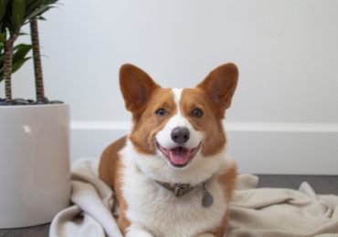 tsawwassen family dental corgi office dog named Winston