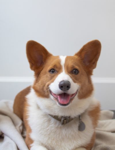 tsawwassen family dental corgi office dog named Winston