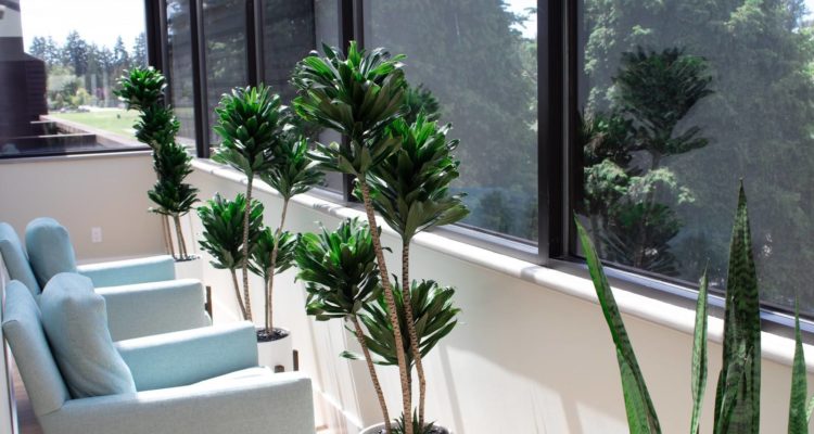 Tsawwassen Family Dental's waiting area with comfortable chairs and plants.