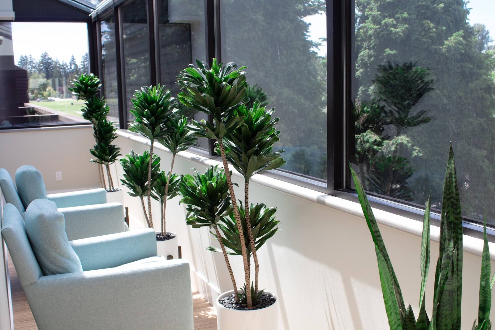 Tsawwassen Family Dental's waiting area with comfortable chairs and plants.